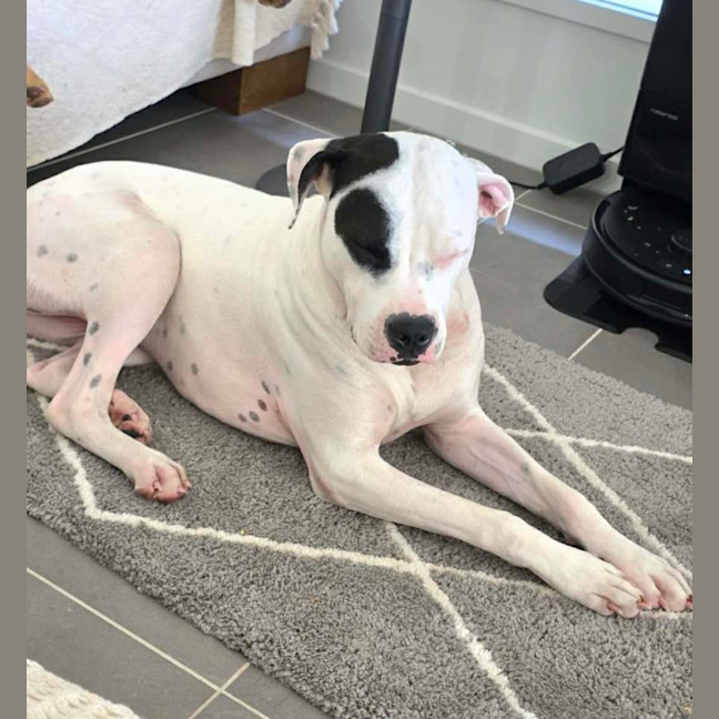Photo of Sarge