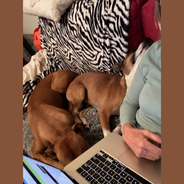 Photo of Baxter Biggles