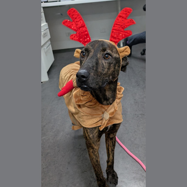 Photo of Stella Rose