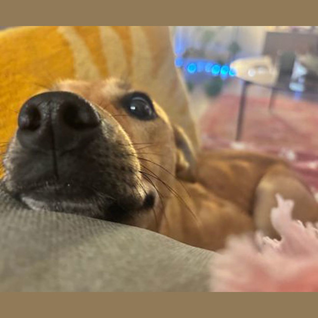 Photo of Gracie