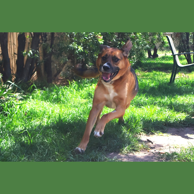 Photo of Tulip