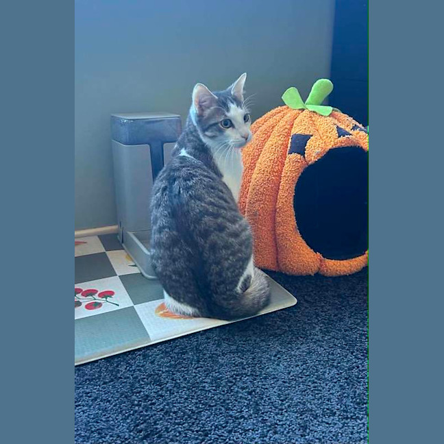 Photo of Cosmo
