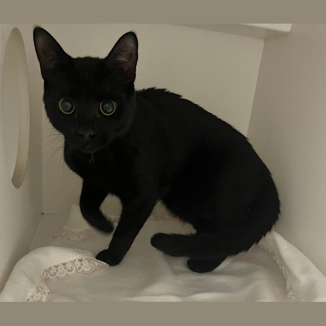 Photo of Mr Bagheera