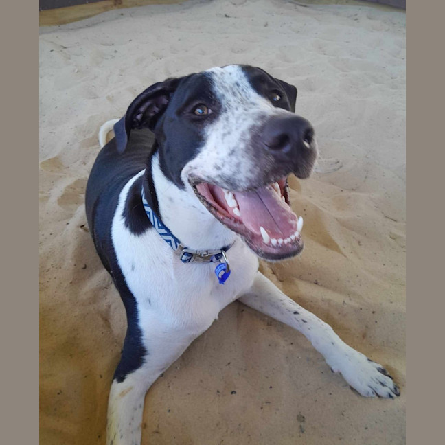 Photo of Bailey   10 Month Old Bull Arab X