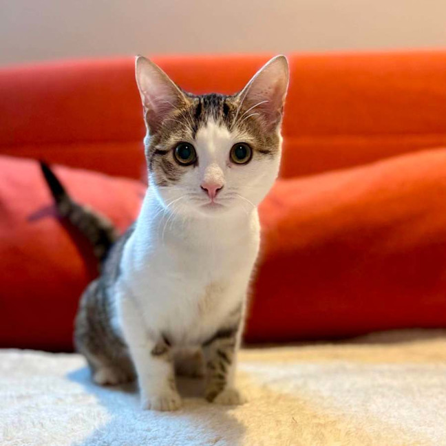 Photo of Suki   In Foster Care In Brunswick East