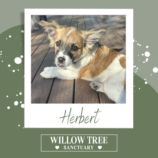 Photo of Herbert