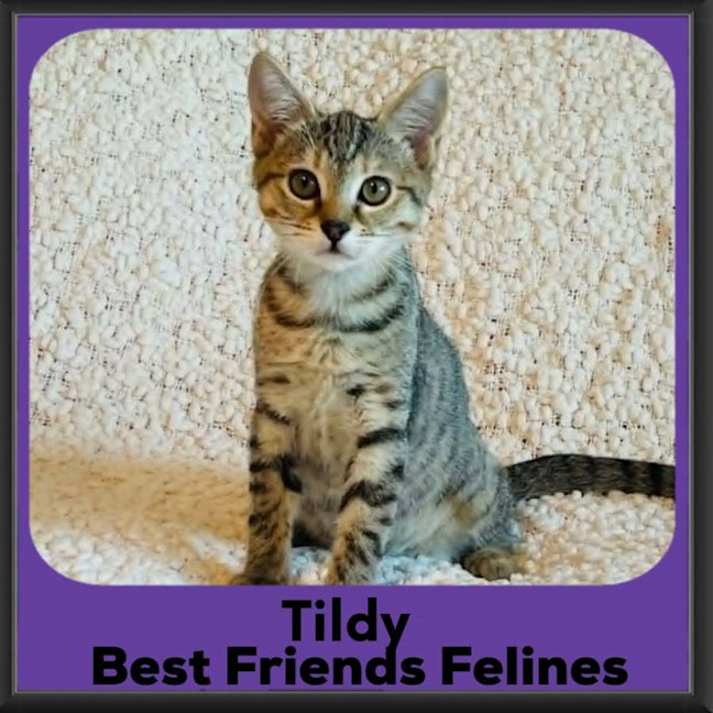 Photo of Tildy