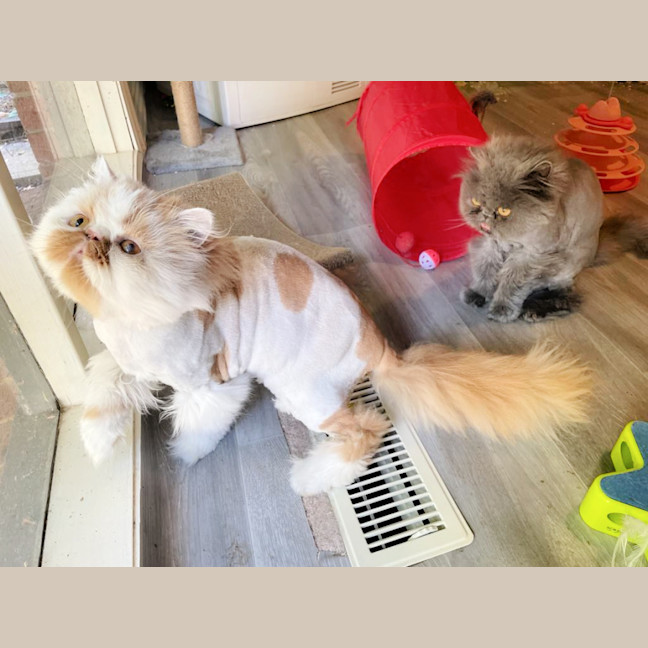 Photo of 🧡Artemis & Lula💙