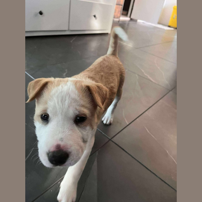 Photo of Poppy