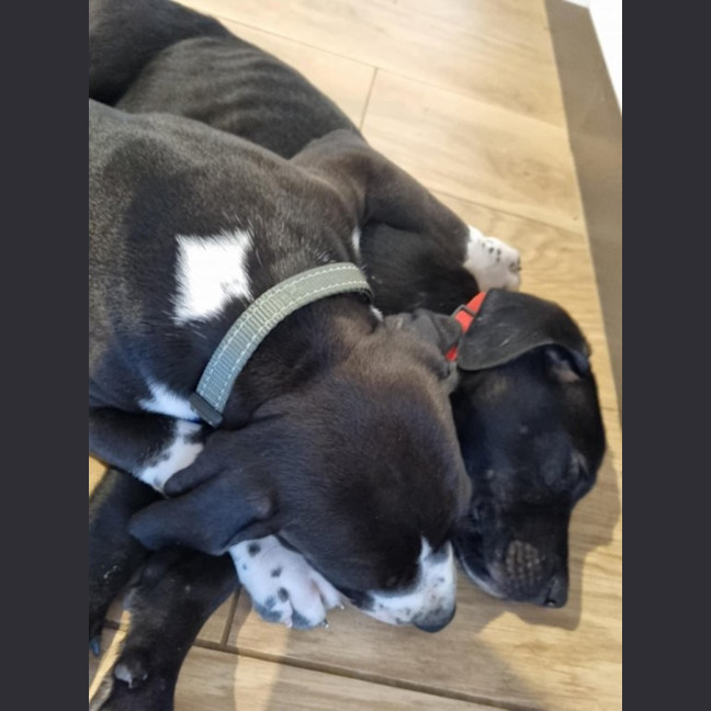 Photo of Loki   8 Week Old Staffy X (On Trial)