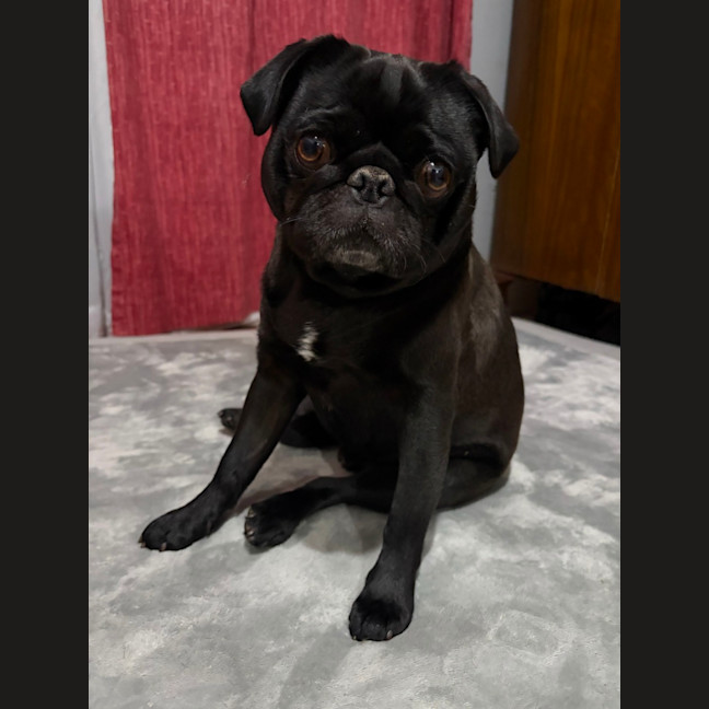 Photo of Burt   2 Year Old Pug