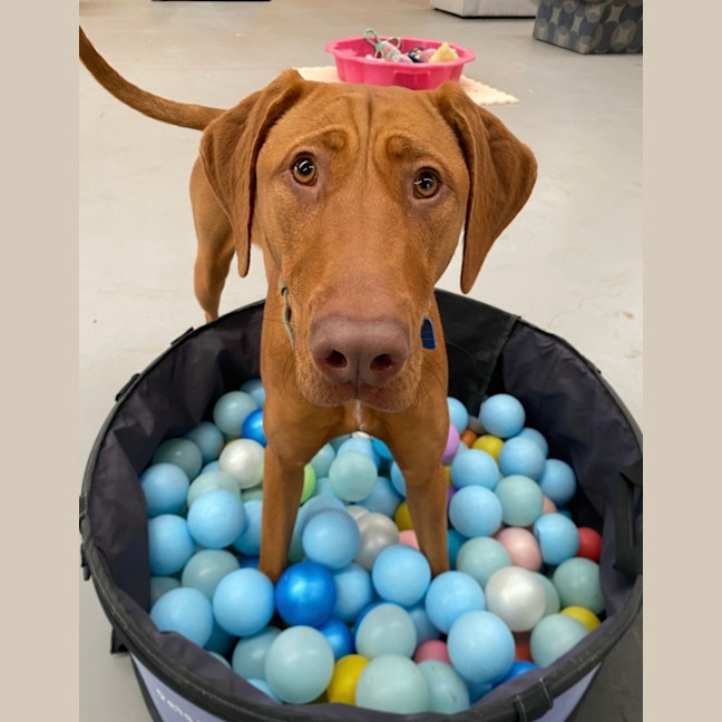 Photo of Olive
