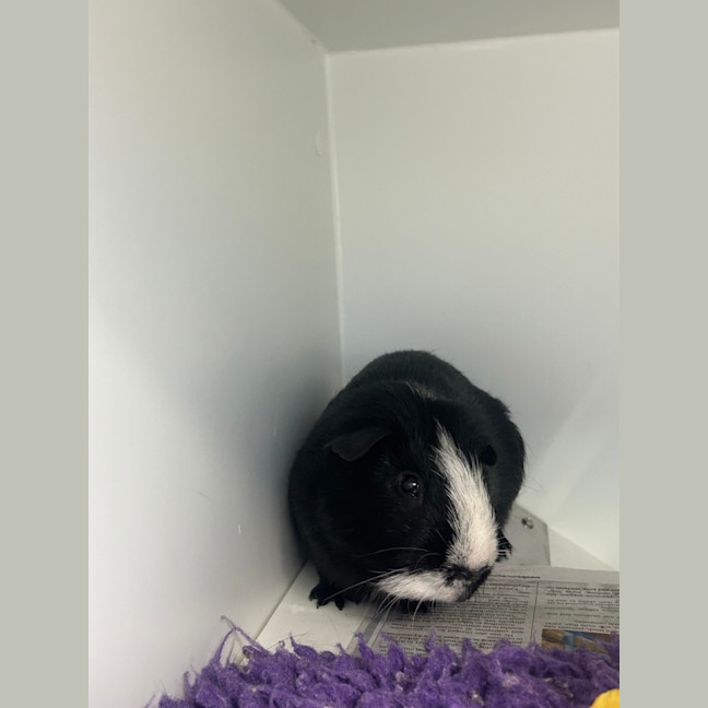 Photo of Oreo