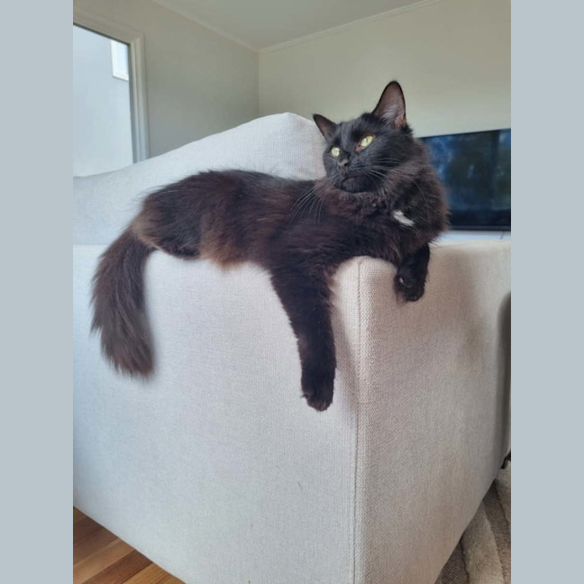 Photo of Bella
