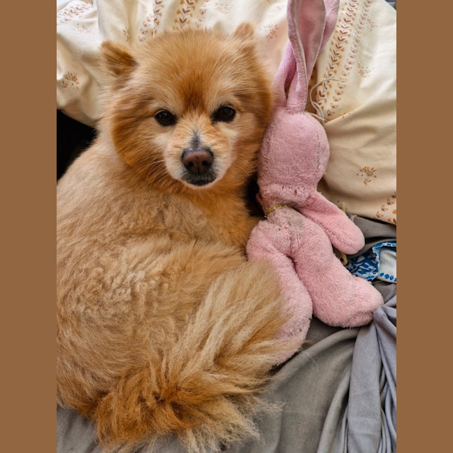 Photo of Ricco   10 Year Old Pomeranian (Trial)