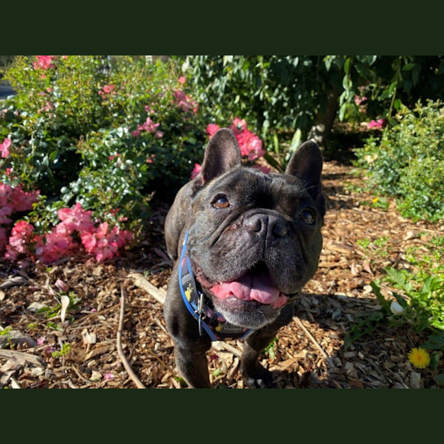 Photo of Vintage Wensleydale