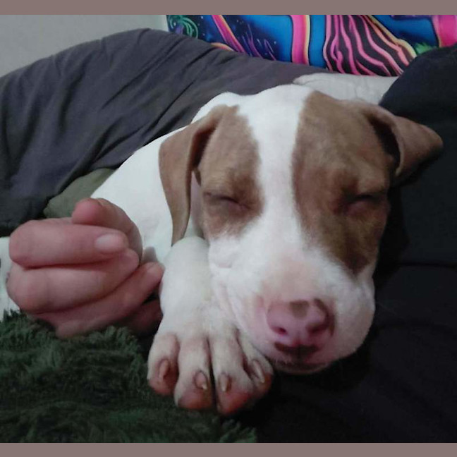 Photo of Little Tee