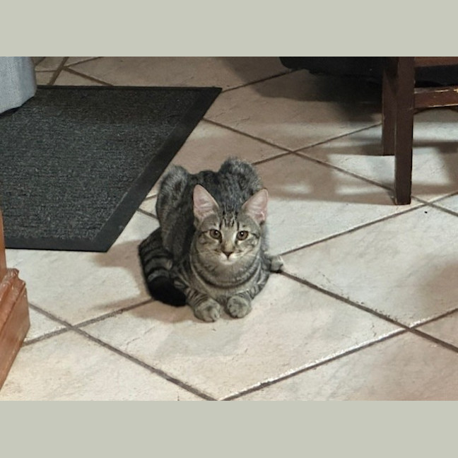 Photo of Smudge