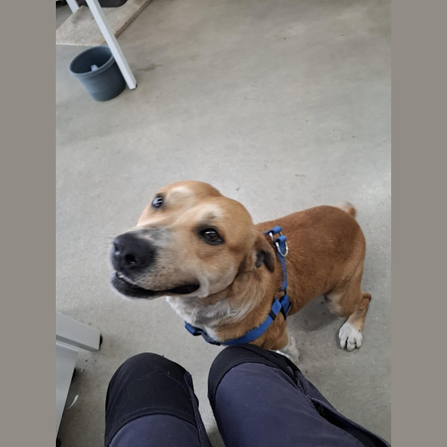 Photo of Sarge