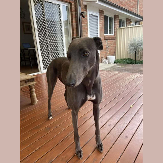 Photo of Appy, The Rescue Greyhound