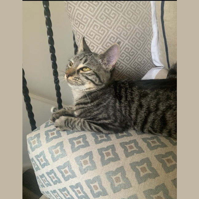 Photo of Blueberry