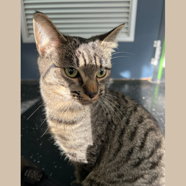 Photo of Tabby Queen 