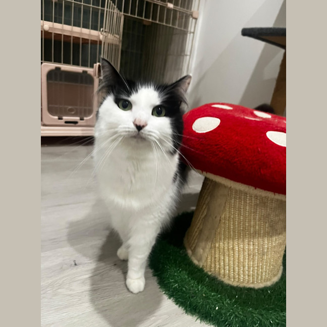 Photo of Lyra