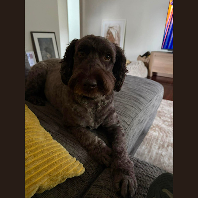 Photo of Remy