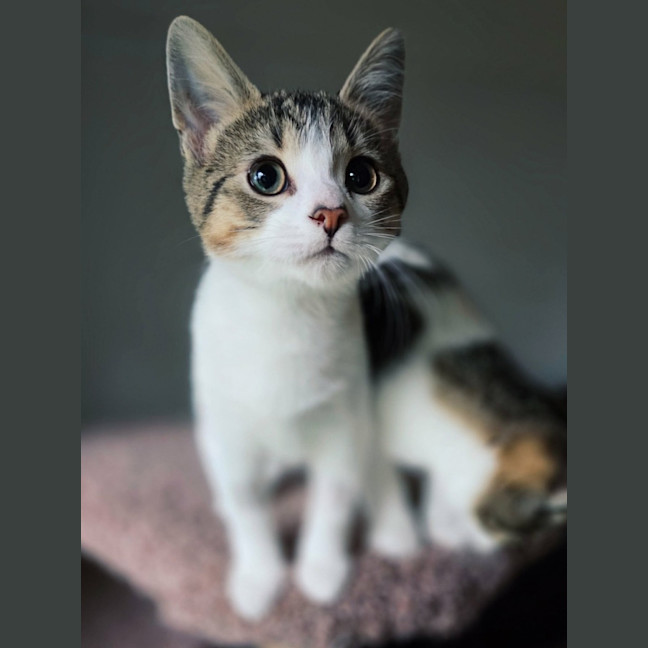 Photo of Hazelnut   In Foster Care In Northcote