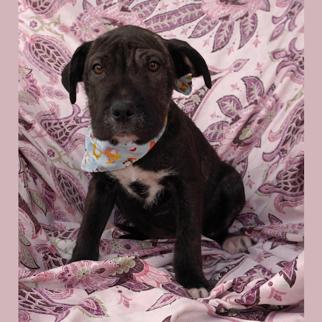 Photo of Nellie
