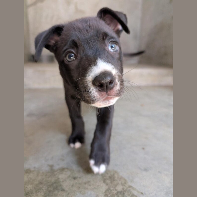 Photo of Jule Now Pepper