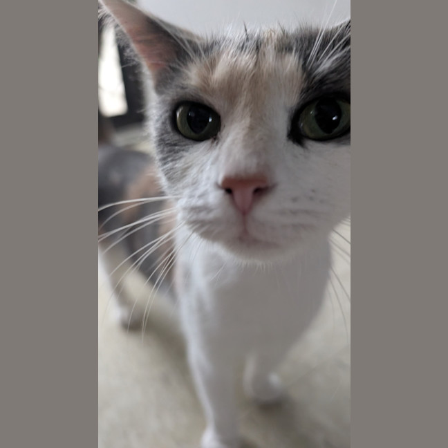 Photo of Pumpkin Nikki