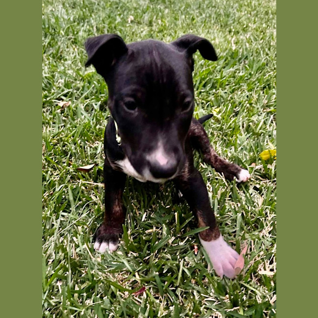Photo of Ranger
