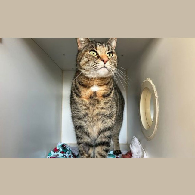 Photo of Pepper