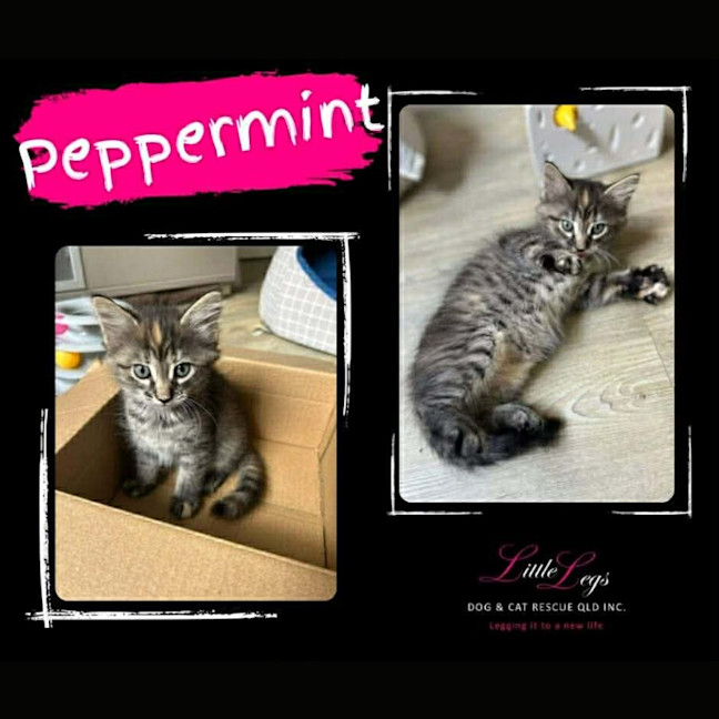 Photo of Peppermint 