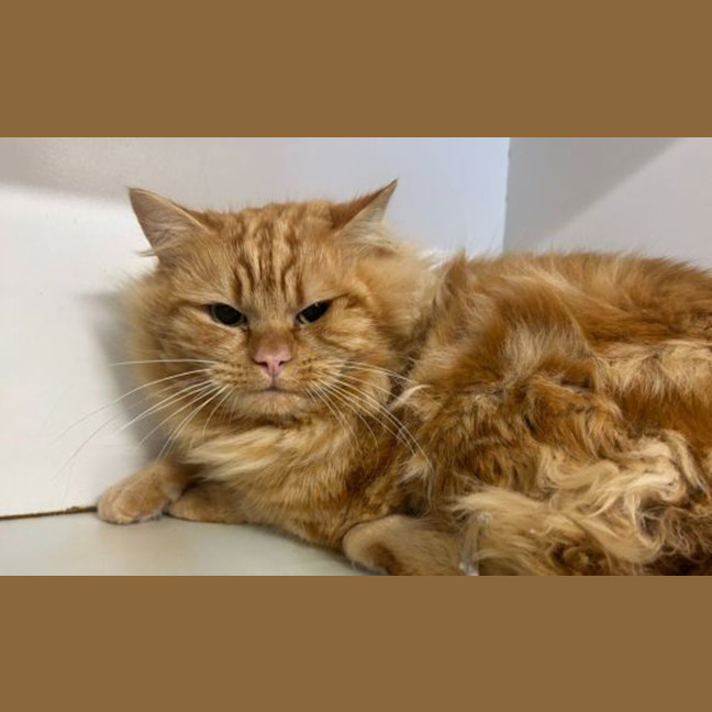 Photo of Peanut