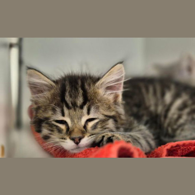 Photo of Sparky