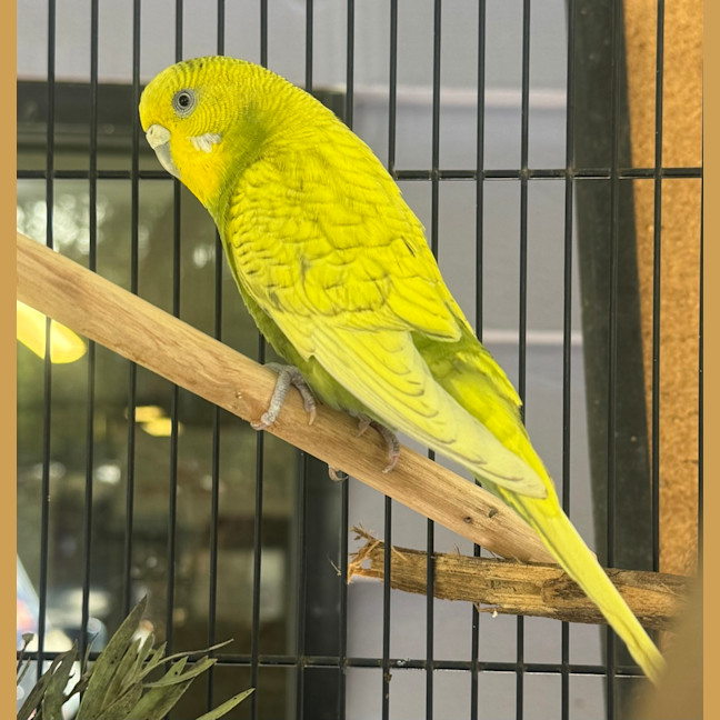 Photo of Wasabi