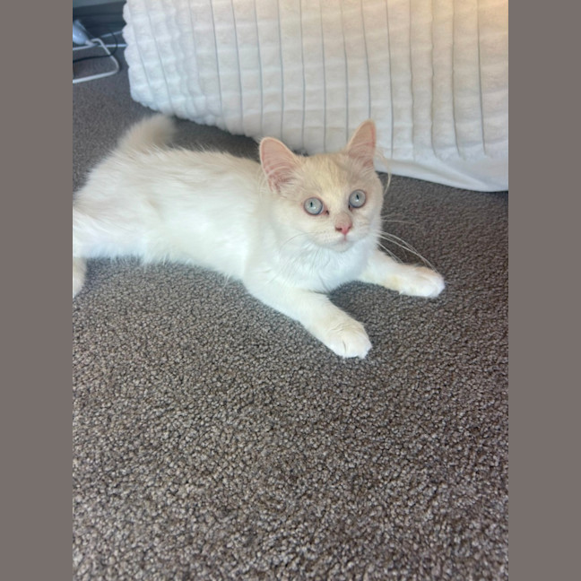 Photo of Marie   12 Week Old Ragdoll X