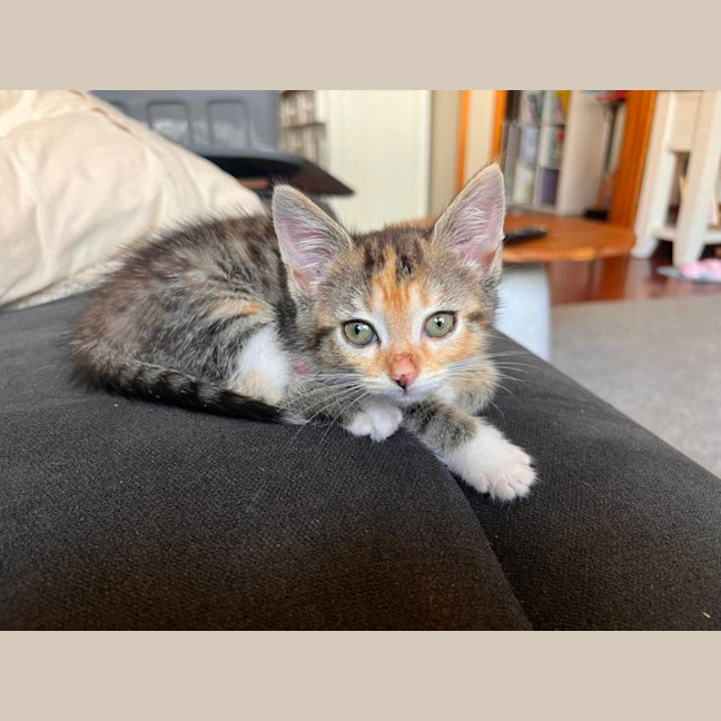 Photo of Sundae