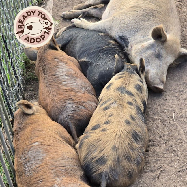 Photo of The Piglets