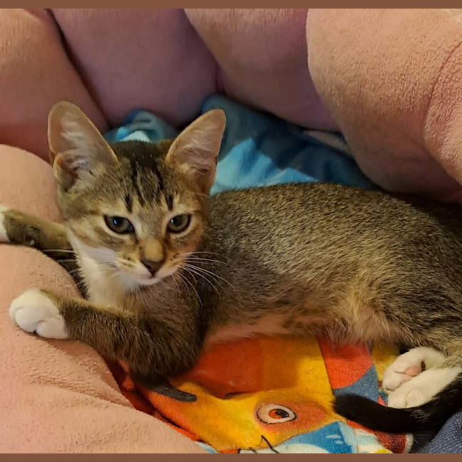 Photo of Millie