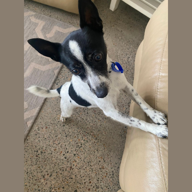 Photo of Trick   10 Year Old Mini Foxy