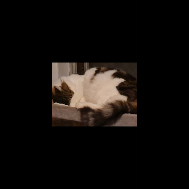 Photo of Asterix