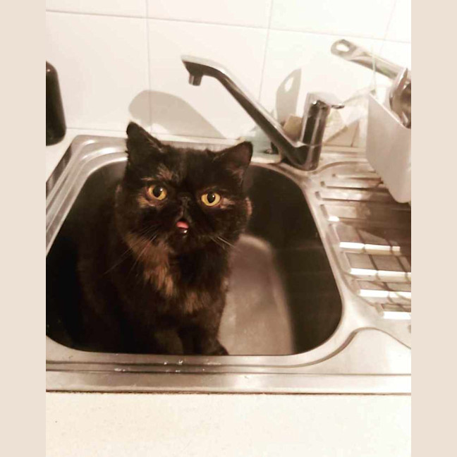 Photo of 🐾Flow🐾