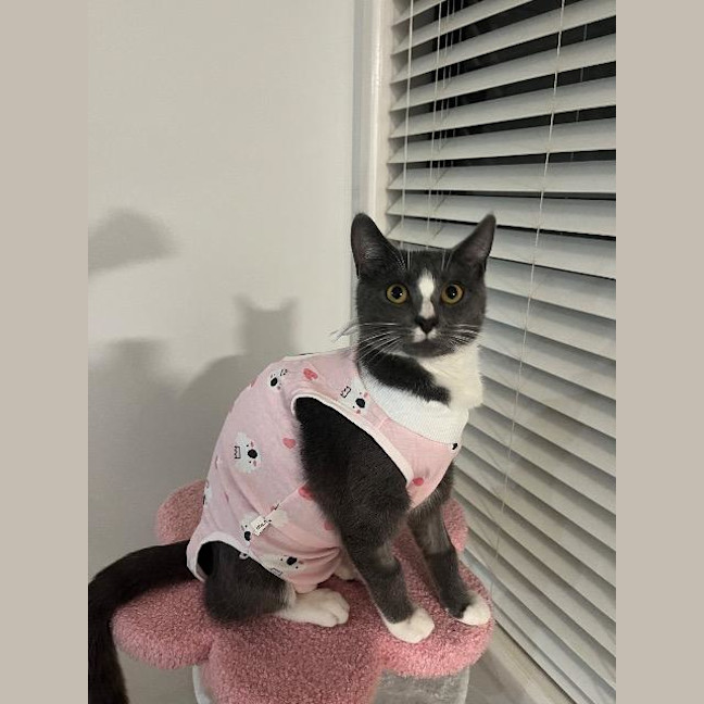 Photo of Shadow