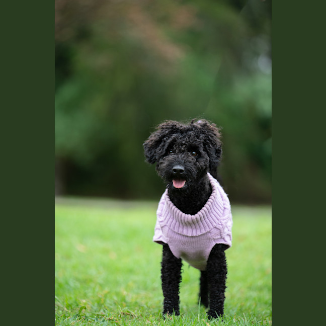 Photo of Rex