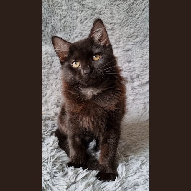 Photo of Athena
