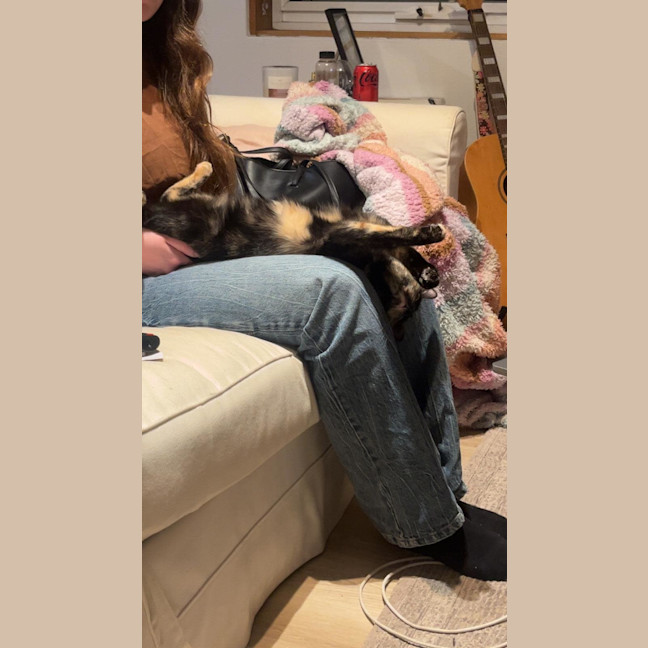Photo of Meeko
