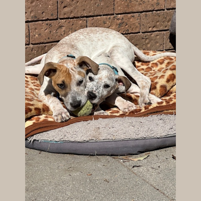 Photo of Bob   11 Week Old Cattle Dog X Staffy (Trial 10/10